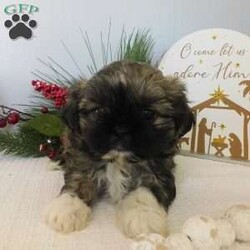 Lacey/Shih Tzu									Puppy/Female														/October 26th, 2024,Meet Lacey!  A sweet,  cuddly Shih-Tzu puppy looking for a good home.  She is family raised, non kennel and child friendly.  Will be vet checked and up to date with shots and wormer.  Mother is available for you to meet. 