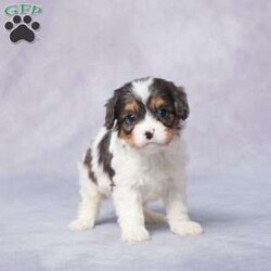 Bart/Cavapoo									Puppy/Male																/6 Weeks,Meet Bart, a lovable F1 Cavapoo with a heart as big as his floppy ears! This little guy is sweet, playful, and ready to fill your home with joy and laughter. Raised with care and lots of love, Bart is well-socialized and gets along wonderfully with people and pets alike. He’s been vet-checked, is up to date on vaccines and dewormer, and even comes microchipped for added peace of mind. 