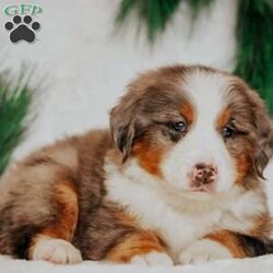 Kingo/Bernedoodle									Puppy/Male																/7 Weeks,Do you love Bernese Mountain dogs but struggle with the heavy shedding then take a look at this puppy. With their somewhat Poodle hair but Bernese happy personality they are sure to please.