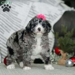 Alexis/Bernedoodle									Puppy/Female														/7 Weeks,Meet our handsome Bernedoodle named Alexis! She has a gorgeous, blue merle coat that accentuate, her intelligent eyes perfectly. Not only does her appearance make an impression, but her outgoing and playful personality seem to attract attention. This little girl has received lots of care since day one, this helps her mature into the most confident and adaptable dog. We do our best to make her transition to your family go as smooth as possible! The Poodle in this pup lends itself to being highly trainable and intelligent, while the Bernese Mountain Dog keeps him even tempered and laid-back. The Bernese Mama to this litter is a family favorite, her name is Brook. The Dad, Bingo is an outgoing Poodle, his intelligence and loyalty make him super special. He weighs 37 lbs. All the pups are microchipped, up to date on vaccines and dewormer, and will be vet checked from head to tail by our vet to assure you that you are receiving a completely healthy puppy. We also include our one year genetic health guarantee. For any more information please call or text anytime, Monday through Saturday. -Dennis & Marilyn Hershberger