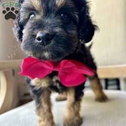 Chocolette/Mini Aussiedoodle									Puppy/Female														/8 Weeks,Merry Christmas!  Meet our sweet Mini Aussidoodle puppy, Chocolette! What a perfect gift this year to be cuddled under the Christmas tree!  Her mom is a Mini Australian Shepherd, and her dad is a Mini Poodle. She is the perfect mix of Poodle and Australian Shepherd that gives her that curly hair! This little gal is vet checked and up to date on shots and wormer, plus comes with a health guarantee provided by the breeder! Chocolette is friendly, outgoing, and well socialized and is absolutely adorable! She is currently being family raised with our five children, making her a perfect addition to your family home! We can hold her for Christmas! If you would like more information, text or call Steve Stoltzfus now!