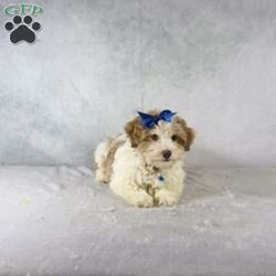 Liam/Havanese									Puppy/Male																/12 Weeks,Meet Liam, a gorgeous little brown and white Havanese male puppy. With his charming personality and playful nature, Liam is sure to steal your heart. This little guy is not just a pet; he’s an instant companion who will grace your home with joy and love.