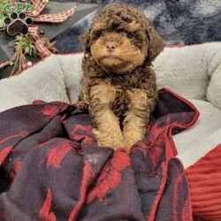 Rocky/Cavapoo									Puppy/Male																/October 26th, 2024,Rocky is a very playful humorous puppy that loves attention!! Rocky is vet checked registered and healthy! Come meet Rocky today! Contact Travis Zimmerman East Earl Pa #2459 Delivery availabile!