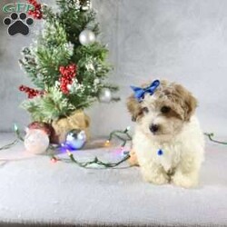 Liam/Havanese									Puppy/Male																/12 Weeks,Meet Liam, a gorgeous little brown and white Havanese male puppy. With his charming personality and playful nature, Liam is sure to steal your heart. This little guy is not just a pet; he’s an instant companion who will grace your home with joy and love.