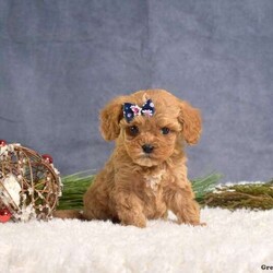 Dill/Cavapoo									Puppy/Male																/November 12th, 2024,Meet Dill, a darling Cavapoo puppy that is being family raised and is socialized with children. This sweet pup is vet checked and up to date on shots & wormer plus the breeder provides a 1-year genetic health guarantee for him. To learn more about this playful pooch, call the breeder today!