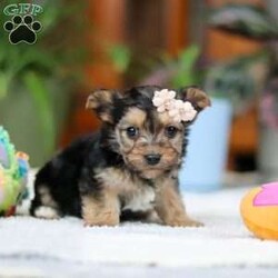 Bailey/Morkie / Yorktese									Puppy/Female														/6 Weeks,Meet Bailey! If you are looking for a puppy with lots of love and playful energy, you are you definitely at the right place. This baby will love being by your side all day. The Morkie is a delightful small breed that is a cross between a Maltese and a Yorkshire Terrier. They tend to adapt well to different activity levels and are content with indoor playtime as long as they receive sufficient attention and stimulation. You will fall in love with this sweet baby the minute you see her!