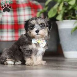 Roko/Maltipoo									Puppy/Male																/8 Weeks,Meet Roko, the little charmer who will melt your heart! With his soft, wavy coat and big, expressive eyes that twinkle with curiosity, Roko is the definition of Maltipoo perfection. This fluffball isn’t just a pet—he’s a loyal companion who’s ready to fill your days with unconditional love and endless laughter. His playful energy is contagious, and his joyful tail wags bring sunshine to every room he enters. Whether he’s bouncing around with excitement or snuggling close for a cuddle, Roko has a way of making every moment special.