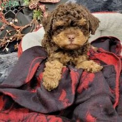 Rocky/Cavapoo									Puppy/Male																/October 26th, 2024,Rocky is a very playful humorous puppy that loves attention!! Rocky is vet checked registered and healthy! Come meet Rocky today! Contact Travis Zimmerman East Earl Pa #2459 Delivery availabile!