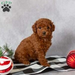 Charity/Mini Labradoodle									Puppy/Female														/October 28th, 2024,Looking for the perfect Christmas gift? Look no more! Charity would be the perfect present for anyone and these sweet little ones will be ready for their fur-ever home just a couple days before Christmas! 