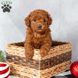 Charity/Mini Labradoodle									Puppy/Female														/October 28th, 2024,Looking for the perfect Christmas gift? Look no more! Charity would be the perfect present for anyone and these sweet little ones will be ready for their fur-ever home just a couple days before Christmas! 