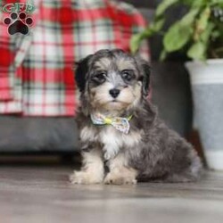 Roko/Maltipoo									Puppy/Male																/8 Weeks,Meet Roko, the little charmer who will melt your heart! With his soft, wavy coat and big, expressive eyes that twinkle with curiosity, Roko is the definition of Maltipoo perfection. This fluffball isn’t just a pet—he’s a loyal companion who’s ready to fill your days with unconditional love and endless laughter. His playful energy is contagious, and his joyful tail wags bring sunshine to every room he enters. Whether he’s bouncing around with excitement or snuggling close for a cuddle, Roko has a way of making every moment special.