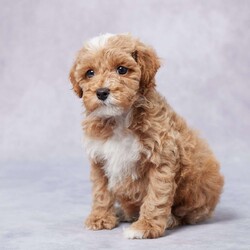 Jacob/Toy Poodle									Puppy/Male																/4 Weeks,Meet Jacob, a charming Toy Poodle searching for his forever home! Raised in a loving environment, Jacob has received all the care and attention a puppy could need. He’s well-socialized, friendly, and loves spending time with people, making him the perfect companion for any family.