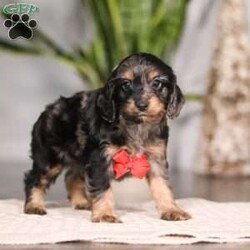 Finley/Cockapoo									Puppy/Male																/6 Weeks,Meet your new best friend, Finley, a delightful Cockapoo puppy with a heart as big as his fluffy little body! This lovable pup is the perfect combination of the playful Cocker Spaniel and the intelligent Poodle, making him a wonderful fit for families of all kinds.