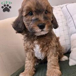 Chip/Cavapoo									Puppy/Male																/6 Weeks,Chip is an adorable F1B Cavapoo puppy who is well socialized and loves to play with kids. Family raised in our home with extra love and care. 