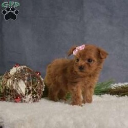 Daisy/Cavapoo									Puppy/Female														/November 12th, 2024,Meet Daisy, a darling Cavapoo puppy that is being family raised and is socialized with children. This sweet pup is vet checked and up to date on shots & wormer plus the breeder provides a 1-year genetic health guarantee for her. To learn more about this playful pooch, call the breeder today!