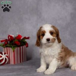 Carol/Cavapoo									Puppy/Female														/7 Weeks,A puppy for Christmas?….yes, please! Give someone (or yourself) a gift of love this year. With these little guys your life will be filled with hours of puppy snuggles and lots of puppy kisses.