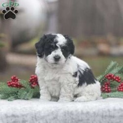 Buttons/Bich-Poo									Puppy/Male																/November 6th, 2024,Check out this adorable Bich-poo puppy! This sweet boy is well socialized and sure to be a great addition to any family. He is vet checked, up to date on shots and dewormer, plus comes with a health guarantee. To learn more about Buttons and how to claim his as your own, please contact Naomi today!