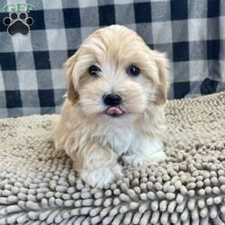 Sally/Coton de Tulear									Puppy/Female														/October 24th, 2024,Meet Sally a cute little Coton, she is ACA Reg. , Vet checked and shots are up to date,  Ready to be your little companion.    