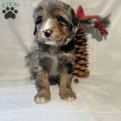 Arie/Mini Bernedoodle									Puppy/Female														/November 25th, 2024,Arie is a fun loving Mini Bluemerle Bernedoodle. I love to cuddle with my friends and have a good time together. Looking for a forever home, I have a beautiful coat of soft wavy hair and I’m proud of it. 