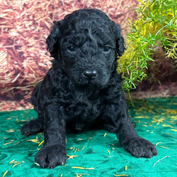 Adopt a dog:Hank/Goldendoodle/Male/5 weeks,Hi, my name is Hank, and I am the companion you have been looking for! I am the true definition of a man's best friend. I will arrive to my new home up to date on my vaccinations and vet checked from head to tail. We can play fetch or go for a walk; it does not matter as long as I'm with you. Pick me, you will not regret it! Call about me today before it is too late!