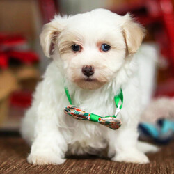 Adopt a dog:Viper/Maltipoo/Male/9 weeks,Are you looking for the best puppy ever? Well, you found me! My name is Viper and I am the best! How do I know? Well, just look at me. Aren't I adorable? Also, I come up to date on my vaccinations and vet checked from head to tail, so not only am I cute, but healthy too! I promise to be on my best behavior when I'm with my new family. I'm just a bundle of joy to have around. So, hurry and pick me to show off what an excellent puppy you have!