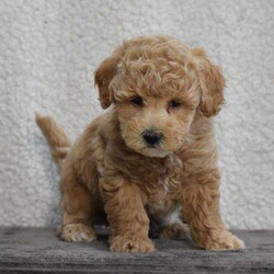 Whisper/Bich-Poo									Puppy/Female														/8 Weeks,To contact the breeder about this puppy, click on the “View Breeder Info” tab above.