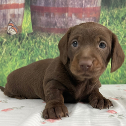 Adopt a dog:Bobby/Dachshund/Male/5 weeks,Are you in search of the dearest and most loved puppy on earth? Well, look no further, because I’m here. My name is Bobby, and I’m the cutest puppy that ever lived. My affectionate kisses will steal your heart over with the first one. I will arrive at my new home healthy, happy, vet-checked, and up to date on vaccinations. So, as you can see, I am the perfect best friend. Aren't you excited? Just remember, I’m waiting on you!