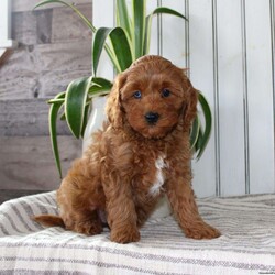 Riley/Cavapoo									Puppy/Female														/November 11th, 2024