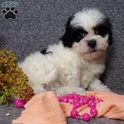 Tracy/Teddy Bear									Puppy/Female														/9 Weeks,Hi, im a Teddybear puppy. I am looking forward to meeting you! I am up to date with my immunizations, my wormer medications, and I have a Micro-chip so that I can be easily identified if I ever become lost! 