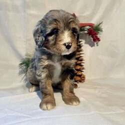 Arie/Mini Bernedoodle									Puppy/Female														/November 25th, 2024,Arie is a fun loving Mini Bluemerle Bernedoodle. I love to cuddle with my friends and have a good time together. Looking for a forever home, I have a beautiful coat of soft wavy hair and I’m proud of it. 