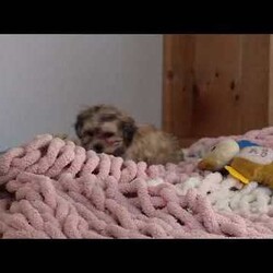 Layla/Teddy Bear									Puppy/Female														/10 Weeks,Meet Layla, the adorable Teddy Bear puppy who is ready to steal your heart with her fluffy coat and sweet, endearing personality. This little girl has been vet-checked, is up to date on all her vaccines and wormers, and comes microchipped for added peace of mind. We also provide a 30-day health guarantee with our puppies.