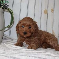 Riley/Cavapoo									Puppy/Female														/November 11th, 2024,Searching for an F1b Cavapoo puppy? This adorable little Cavapoo is smaller, more hypoallergenic, and smarter than your average Cavapoo because there is more Mini Poodle in this specific litter than Cavalier. This puppy is already used to being inside the house with a family and will have a smooth transition from our family to yours. The mother is a family pet and her puppies will be very fun to train! Each pup comes up to date on shots and dewormer and vet checked! If you are interested in adding one of our Cavapoos to your home contact us today! 