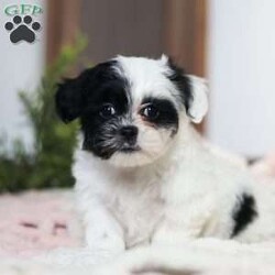 Quinn/Teddy Bear									Puppy/Female														/10 Weeks,Meet Quinn, a lovable Teddy Bear puppy with a heart full of charm! She is the perfect mix of fluff and fun, with a delightful personality that will melt your heart. She is not just adorable but also has a fantastic temperament, ready to be your new snuggle buddy or playful companion.