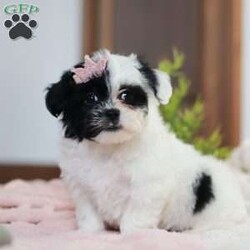 Quinn/Teddy Bear									Puppy/Female														/10 Weeks,Meet Quinn, a lovable Teddy Bear puppy with a heart full of charm! She is the perfect mix of fluff and fun, with a delightful personality that will melt your heart. She is not just adorable but also has a fantastic temperament, ready to be your new snuggle buddy or playful companion.