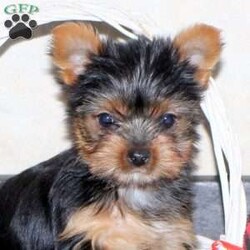 Holly/Yorkie									Puppy/Female														/10 Weeks,Holly is a sweet Yorkie puppy that is well-socialized and ready for her forever home. She is being family raised with children, making her the perfect choice to be the next addition to anyone’s family. This playful gal is vet checked and up to date on shots & wormer plus the breeder provides a 30 day health guarantee for her. To learn more about this precious pup, call the breeder today!