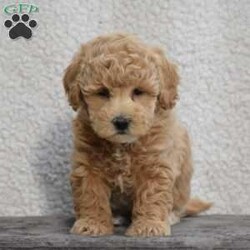 Whisper/Bich-Poo									Puppy/Female														/8 Weeks,To contact the breeder about this puppy, click on the “View Breeder Info” tab above.