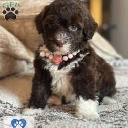 LATTE/Portuguese Water Dog									Puppy/Female														/5 Weeks,