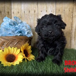Bronco/Shih-Poo									Puppy/Male																/5 Weeks,Hey there, My name is Bronco! I am a very cute male Black Shihpoo puppy! I was born on December 1st, 2024. I am such a sweet boy! I am looking for my new family, could that be with you? If you choose me I will come home to you vet checked with my vaccinations and deworming up to date, and I will also be microchipped. If you think that I would make the perfect little addition to your family, then please call or text to find out more information about me!