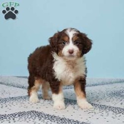 Addi/Mini Aussiedoodle									Puppy/Female														/11 Weeks,Meet Addi, the sweetest Aussiepoo you’ll ever find! She’s been raised with love in a family setting, so she’s already great with kids and full of affection. Addi comes vet-checked, microchipped, and is up to date on her vaccines and dewormer, giving you peace of mind. She’s ready to fill your home with joy, wagging tails, and cuddles. Addi has a playful spirit but also loves to snuggle up for some quiet time. She’s looking for a family to call her own—could it be yours? Bring Addi home and make every day brighter with her love and loyalty!