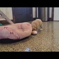 Alani/Bich-Poo									Puppy/Female														/8 Weeks,Meet sweet little Alani! This fluffly little sweetheart is looking for her furever home and would make the perfect little companion for you. Her friendly little way and loving personality would brighten many days for you!