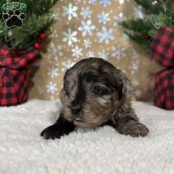 Snickers/Shih-Poo									Puppy/Male																/6 Weeks,Hey there, My name is Snickers! I am a very cute male Merle Shihpoo puppy! I was born on November 25th, 2024. I am such a sweet boy! I am looking for my new family, could that be with you? If you choose me I will come home to you vet checked with my vaccinations and deworming up to date, and I will also be microchipped. If you think that I would make the perfect little addition to your family, then please call or text to find out more information about me!