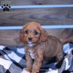 Wren/Cavapoo									Puppy/Female														/7 Weeks,Our goal is to give you the best experience when buying your pet. Wren will be vet checked and up to date on shots and wormer plus we provide a 30 day health guarantee for her. Call Wenadll today to come meet this playful puppy!