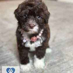 LATTE/Portuguese Water Dog									Puppy/Female														/5 Weeks,