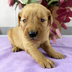 Adopt a dog:Stanley/Golden Retriever/Male/3 weeks,Fun describes my personality. I can't wait to come home to my forever family! So, I can run around, while you watch or play with me. If you still have your doubts that I'm the puppy for you, then call in and ask about me. I'm a bundle of bubbly puppy love that would love to be your precious baby! I promise to come up to date on my vaccinations. I have plenty of kisses to make your day and soothe away frustrations. My bags are packed and I'm excited to meet you! Hurry and take me home. Your home is where I'm supposed to be!