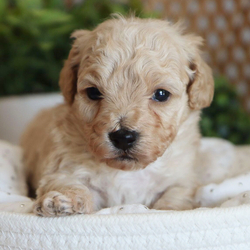 Nimbo/Maltipoo/Male/5 weeks