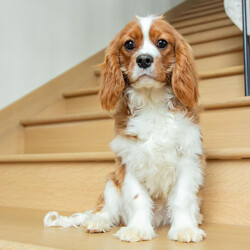 Adopt a dog:Oakley/Cavalier King Charles Spaniel/Male/27 weeks,Hi, I'm Oakley! It's very nice to meet you. I am a very outgoing puppy looking for a family where I would fit in! If you think you could be that family, hurry up and pick me up. I will be up to date on my vaccinations before coming home to you, so we can play as soon as I get there. I'm very excited about meeting my new family, so please don't make me wait too long!