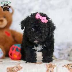 Valentine/Miniature Poodle									Puppy/Female														/7 Weeks,Valetine is the sweetest Poodle puppy around! With her expressive face and twinkling puppy dog eyes, she’s used to getting her way. This little sweetheart has everyone wrapped around her tiny paw! Her soft, silky coat and playful personality are just a few of her outstanding qualities. Highly trainable, and irresistibly adorable, Poodles are perfect for family life.