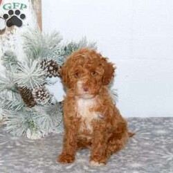 Rainbow/Mini Goldendoodle									Puppy/Female														/November 13th, 2024,Curly and cute is what you will find with Rainbow, an adorable Miniature Goldendoodle puppy ready to be loved by you! This spoiled pup will be vet checked, up to date on shots and wormer, plus comes with a health guarantee provided by the breeder. Rainbow is family raised with children and Kelly, the mother, is available to meet! To find out more about this well socialized pup, please contact Aaron today!