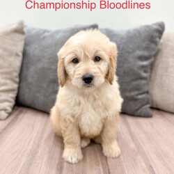 Mavin/Mini Goldendoodle									Puppy/Male																/9 Weeks,Meet Mavin! This sweet and adorable F1 Mini Goldendoodle is looking for a forever family!