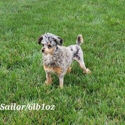 Phil/Cavapoo									Puppy/Male																/6 Weeks,Meet Phil, the lovable F1 Cavapoo who’s ready to melt your heart! This little guy has been raised in a caring environment, surrounded by love and attention. He’s socialized, friendly, and eager to bring happiness to his forever family.